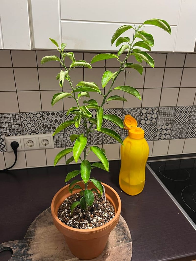Pot Up And Feed As They Grow Pot Up And Feed As They Grow