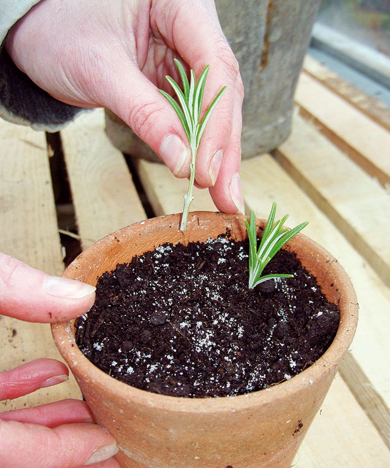 Pot Up New Plants Once Roots Fill The Container