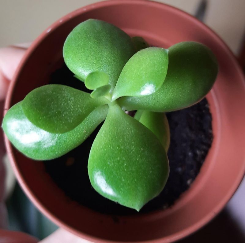 Pot Up The Baby Plant With Care Pot Up The Baby Plant With Care