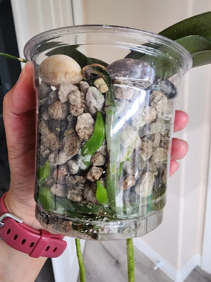 Pot Weight Gives A Quick Check Before Each Watering