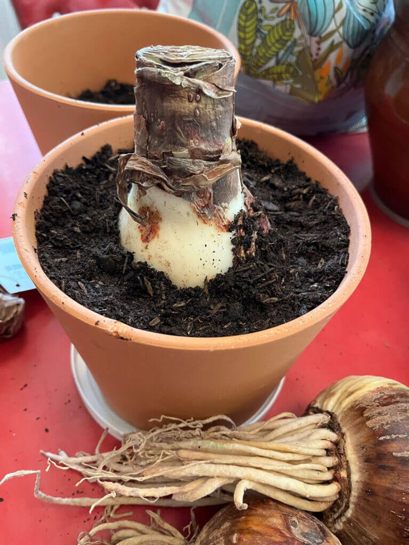 Pot Your Amaryllis By Early November For Christmas Flowers