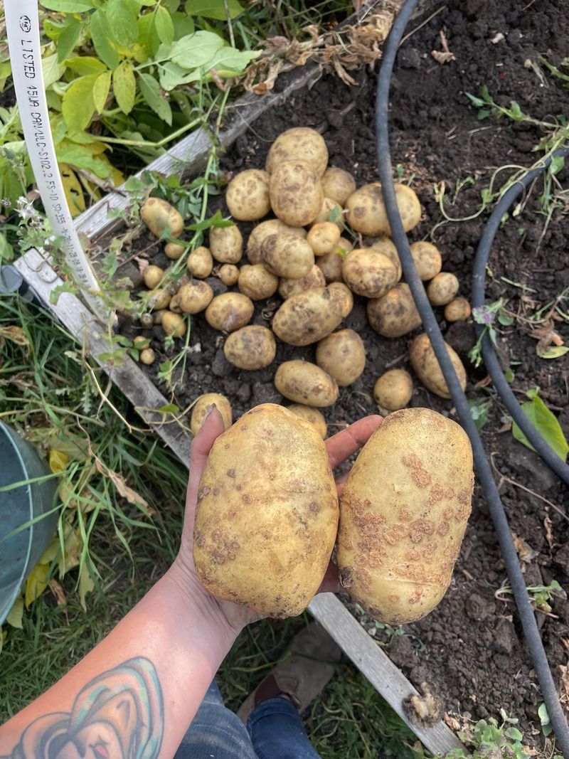 Potato Patches Prone To Scab Potato Patches Prone To Scab