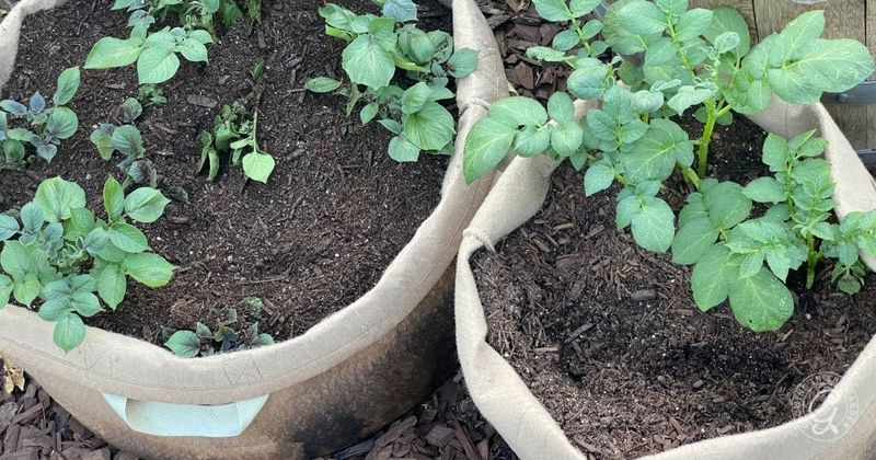 Potatoes Grow Happily In Fabric Bags Potatoes Grow Happily In Fabric Bags