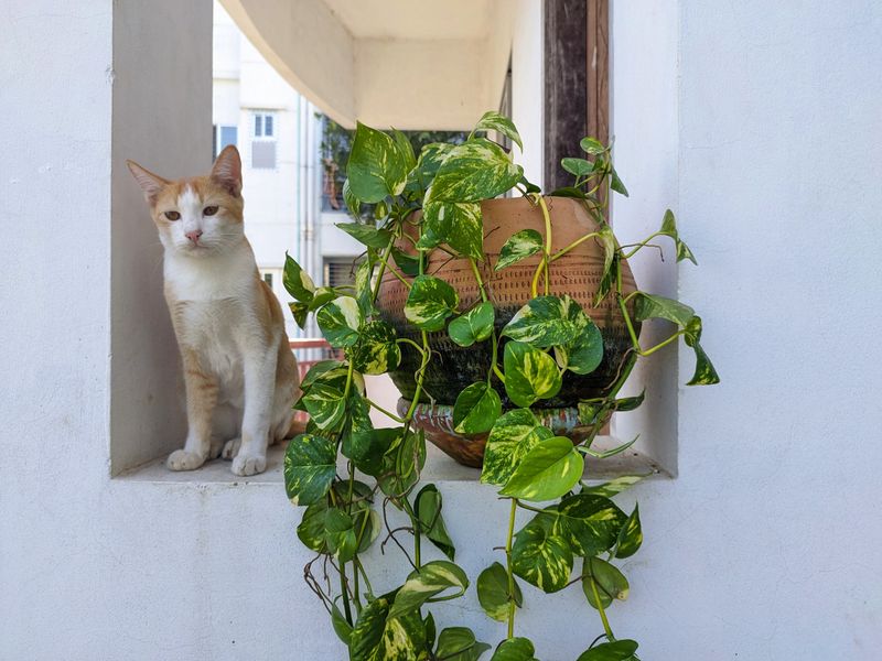 Pothos Can Irritate The Mouth And Throat Pothos Can Irritate The Mouth And Throat