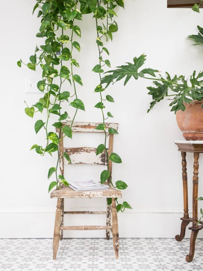 Pothos Keeps Trailing Even Under Basic Ceiling Lights