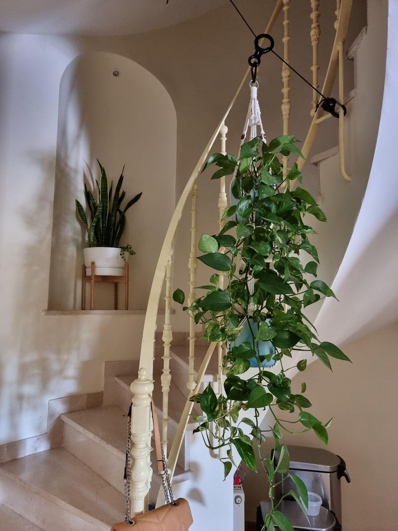Pothos Keeps Trailing Even Under Basic Ceiling Lights