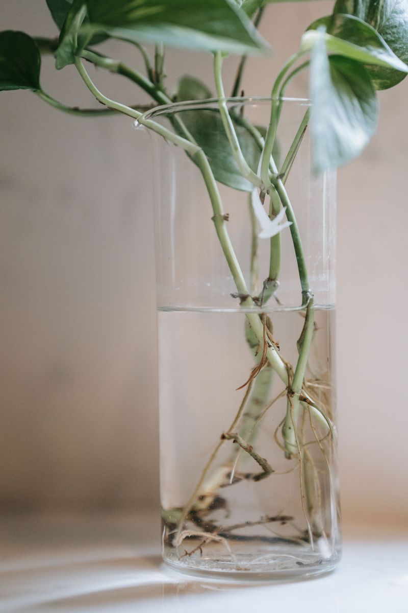 Pothos Roots Easily In A Glass Of Water Pothos Roots Easily In A Glass Of Water
