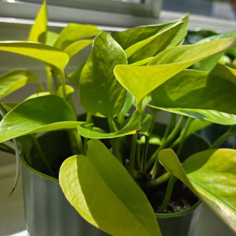 Pothos Pothos