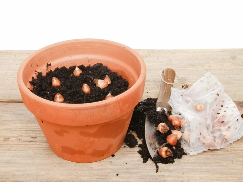 Pots Offer A Clever Backup Plan Pots Offer A Clever Backup Plan