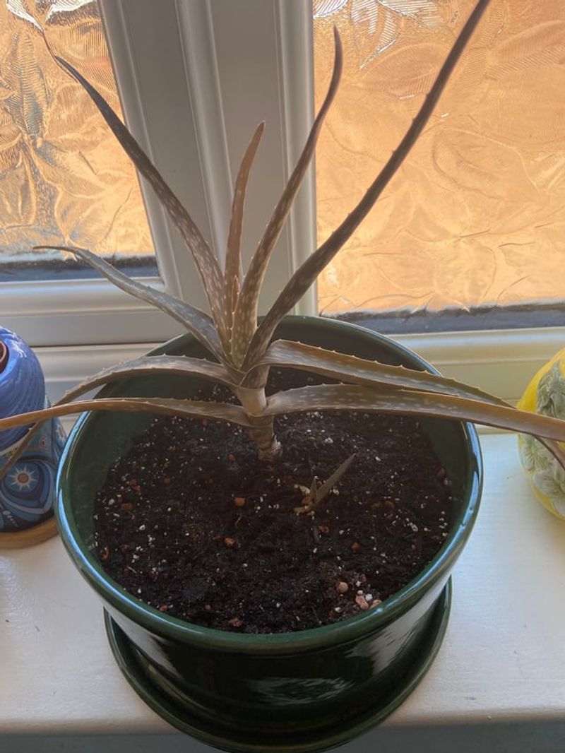 Pots Without Drainage Holes