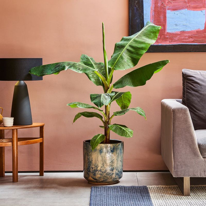 Potted Bananas Can Spend Winter As Houseplants Potted Bananas Can Spend Winter As Houseplants
