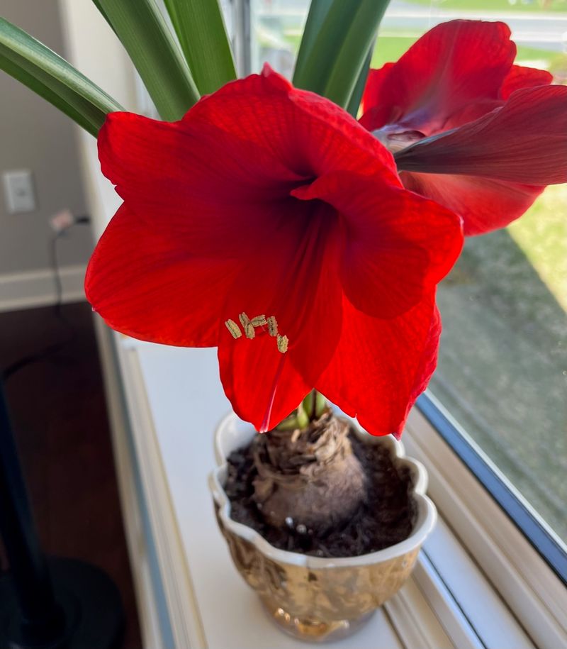 Potted Bulbs Bloom In About 6 To 8 Weeks