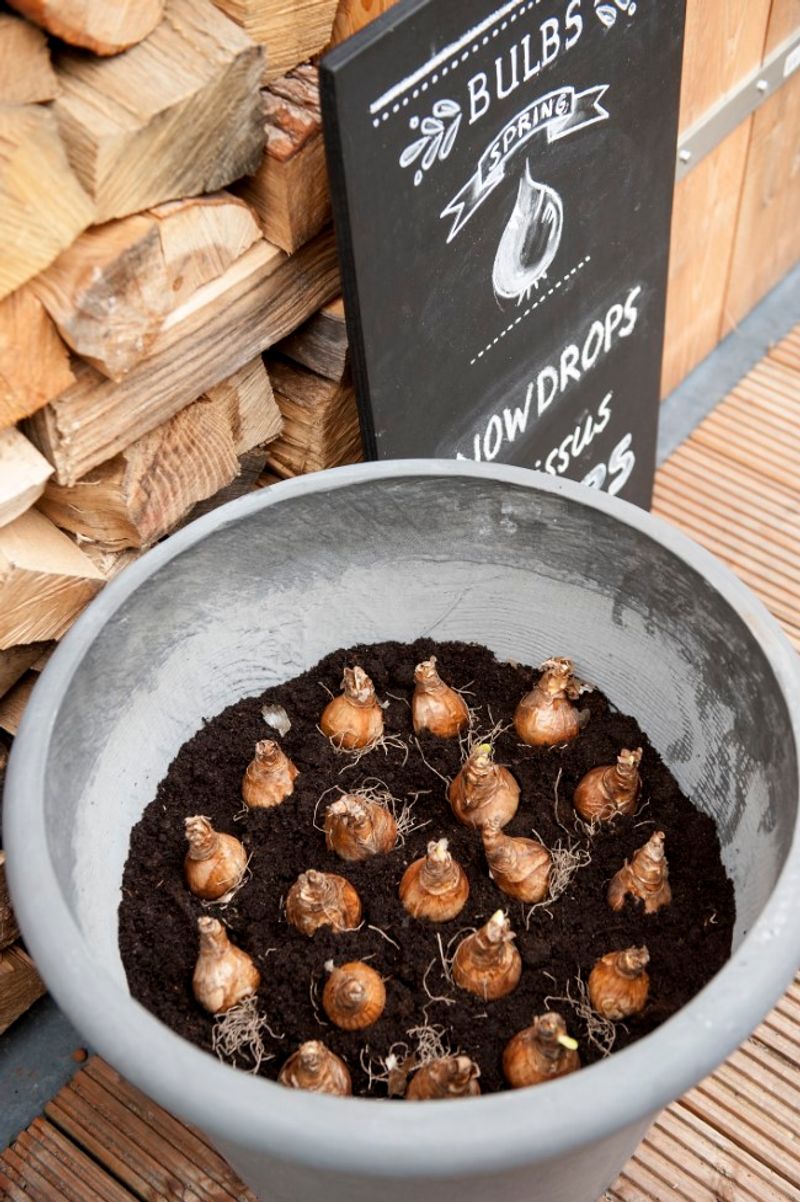 Potted Bulbs Need Extra Care In Cold