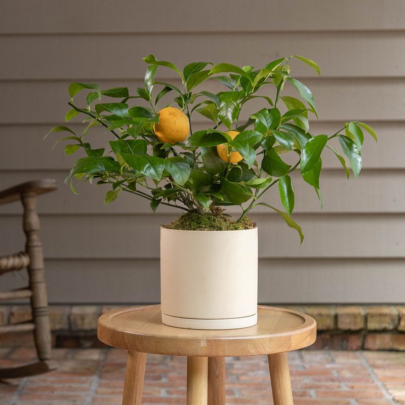 Potted Citrus Trees Potted Citrus Trees