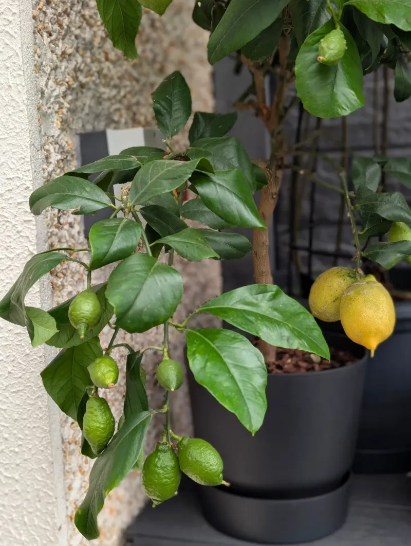 Potted Citrus Trees Potted Citrus Trees