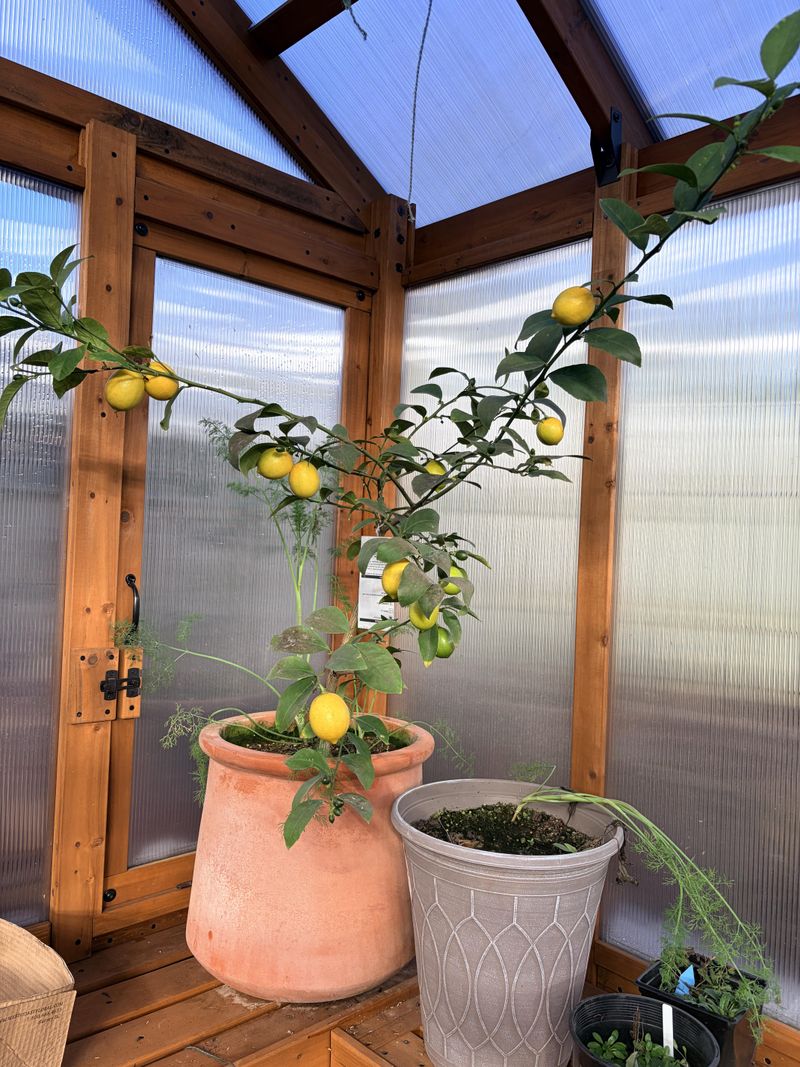 Potted Citrus With Steady Warmth Potted Citrus With Steady Warmth