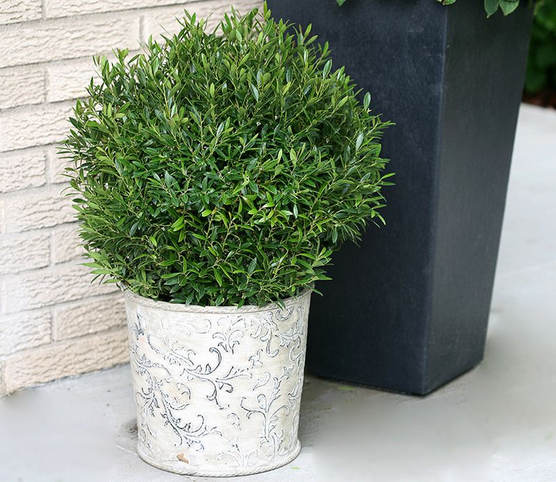 Potted Dwarf Yaupon Gives Containers Year-Round Evergreen Structure Potted Dwarf Yaupon Gives Containers Year-Round Evergreen Structure