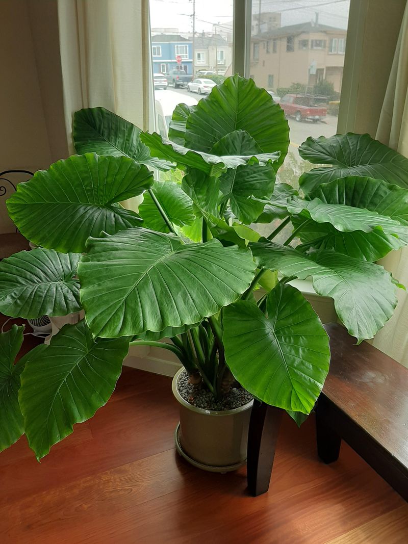 Potted Elephant Ears Need Protection Before Freezing Weather