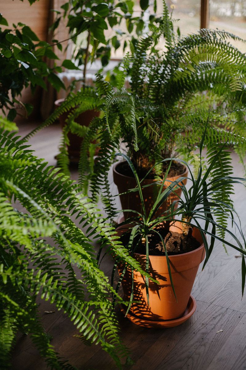Potted Ferns Need A Sheltered Winter Spot Potted Ferns Need A Sheltered Winter Spot