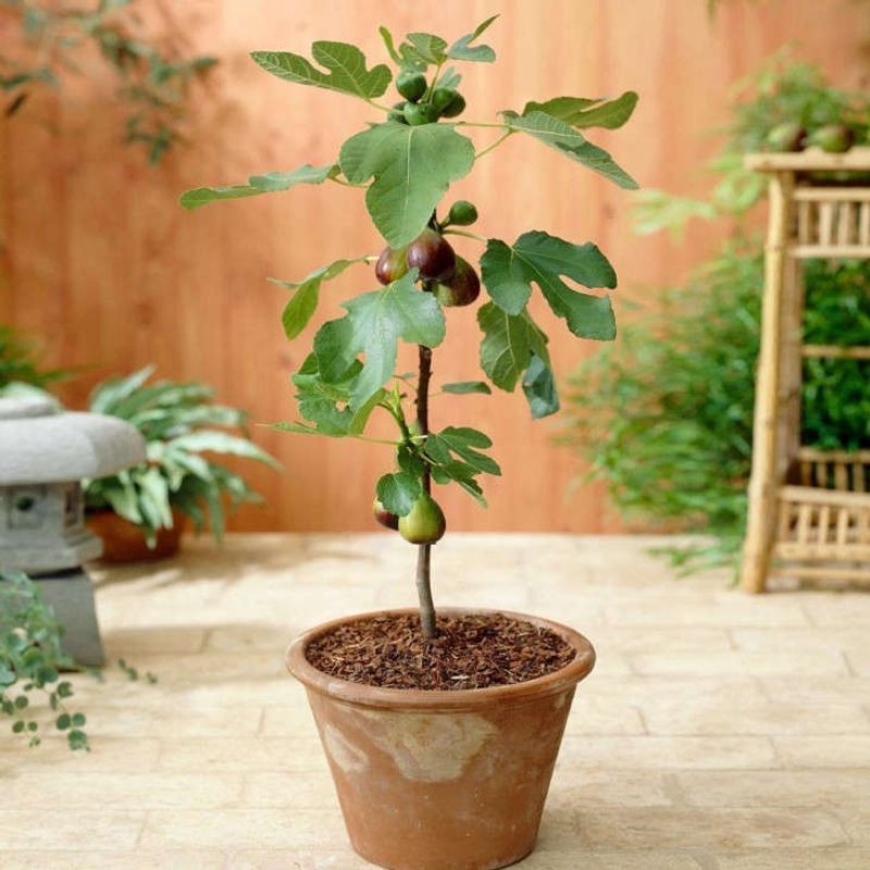 Potted Figs Love A Cool, Dark Garage Nap