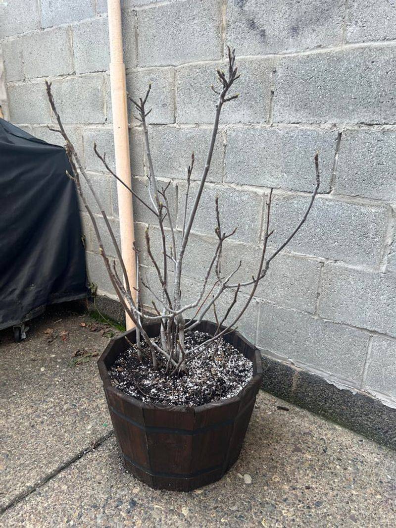 Potted Figs That Need An Unheated Garage Potted Figs That Need An Unheated Garage