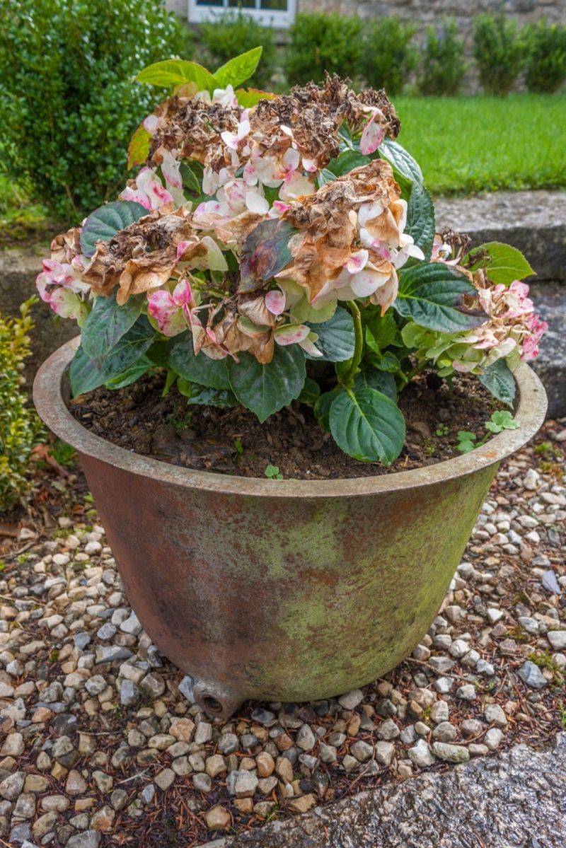 Potted Hydrangeas Need Water And Shelter Before Deep Freezes