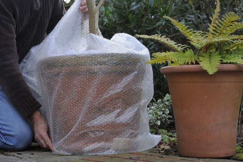 Potted Plant Roots Can Be Injured Without Obvious Signs Potted Plant Roots Can Be Injured Without Obvious Signs