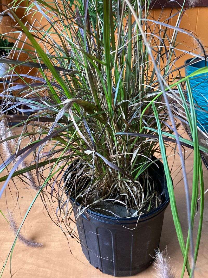 Potted Plants Can Spend The Winter Indoors In A Bright Window Potted Plants Can Spend The Winter Indoors In A Bright Window