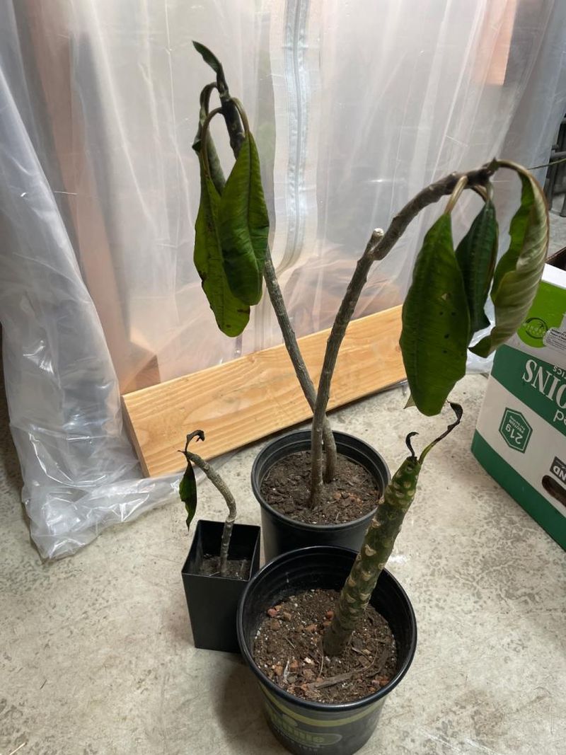 Potted Plants In Northern And Central Areas Are Safer Indoors