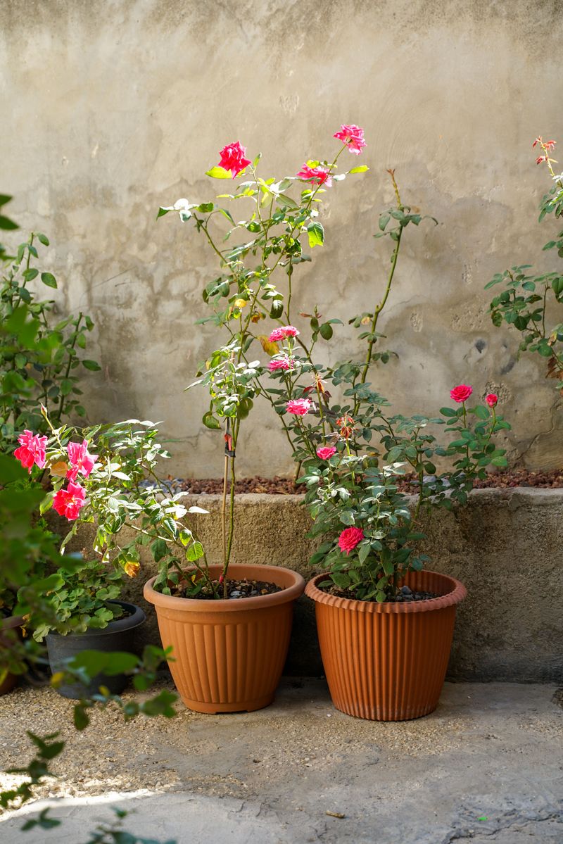 Potted Roses on the Patio Need a Sheltered Winter Spot Potted Roses on the Patio Need a Sheltered Winter Spot