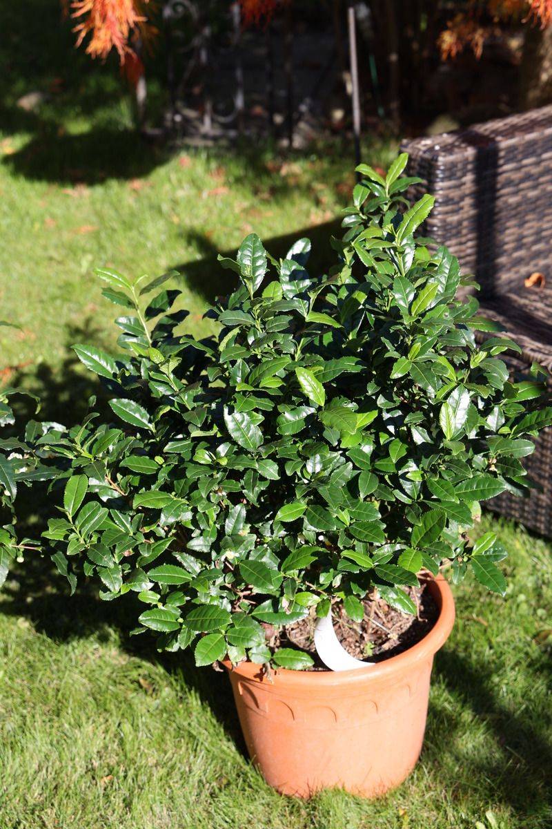 Potted Tea Plants Let Northern Gardeners Join The Fun Potted Tea Plants Let Northern Gardeners Join The Fun