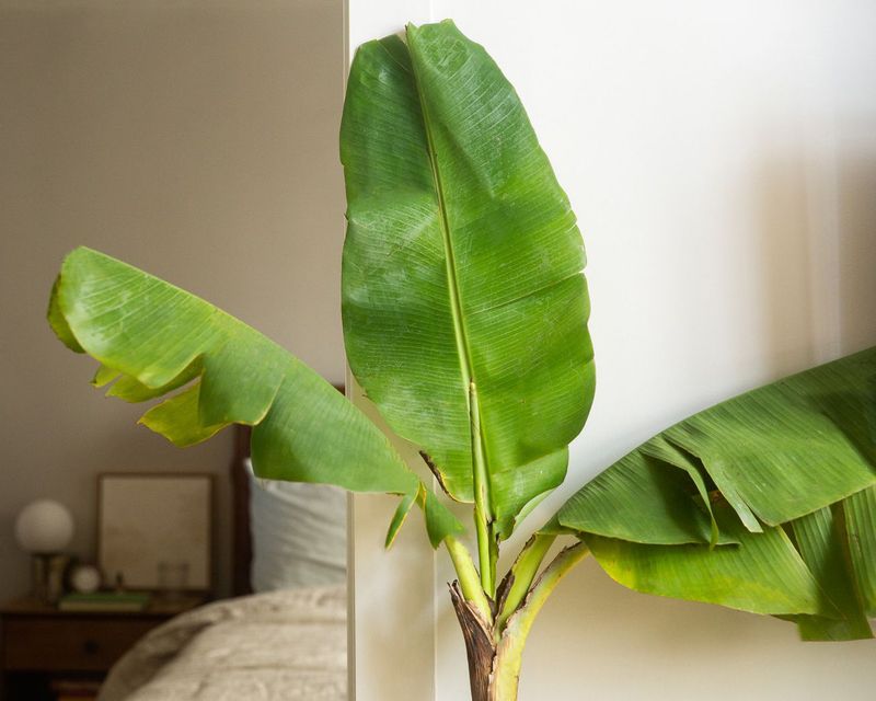 Potted Tropical Bananas Can Go Dormant Indoors
