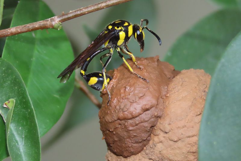 Potter Wasps Stock Nests With Caterpillars