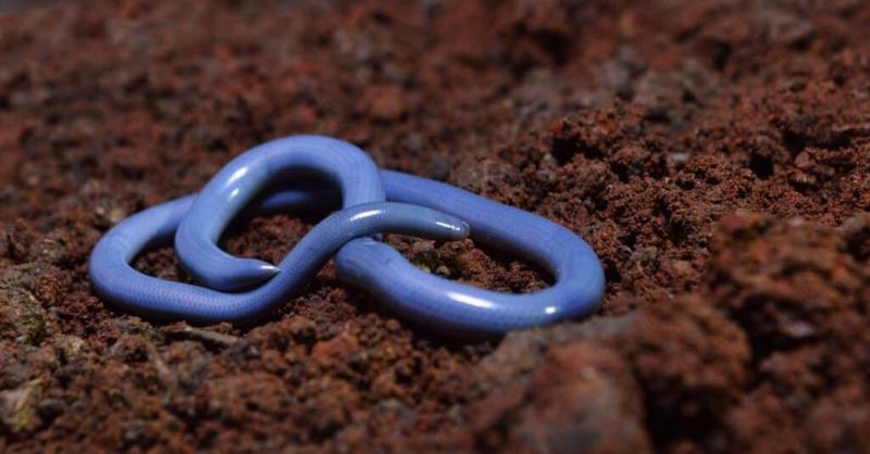 Potting Soil Earned It The Name Flowerpot Snake