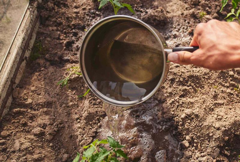 Pour Boiling Water On Stubborn Sprouts Pour Boiling Water On Stubborn Sprouts