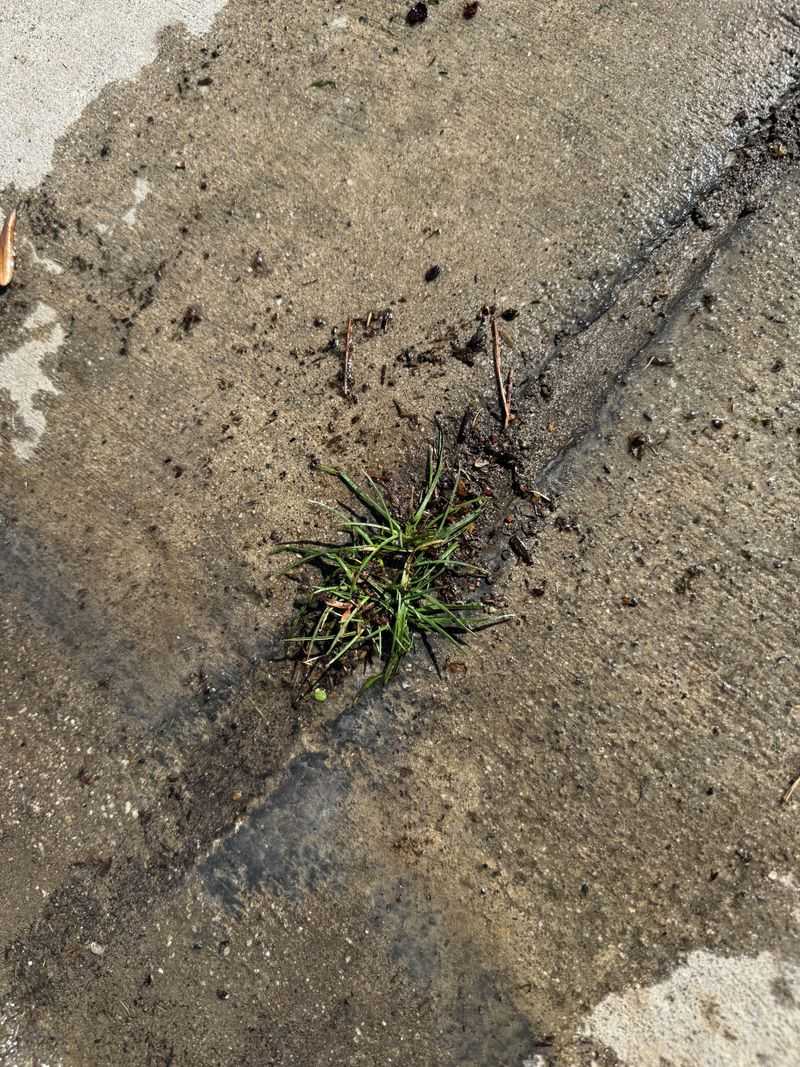 Pour Boiling Water On Weeds Pour Boiling Water On Weeds