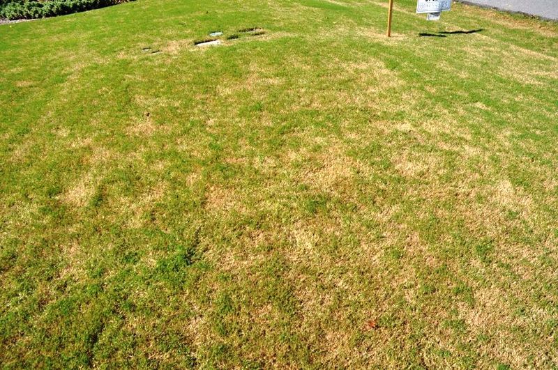Pour It Over A Square Yard Of Turf