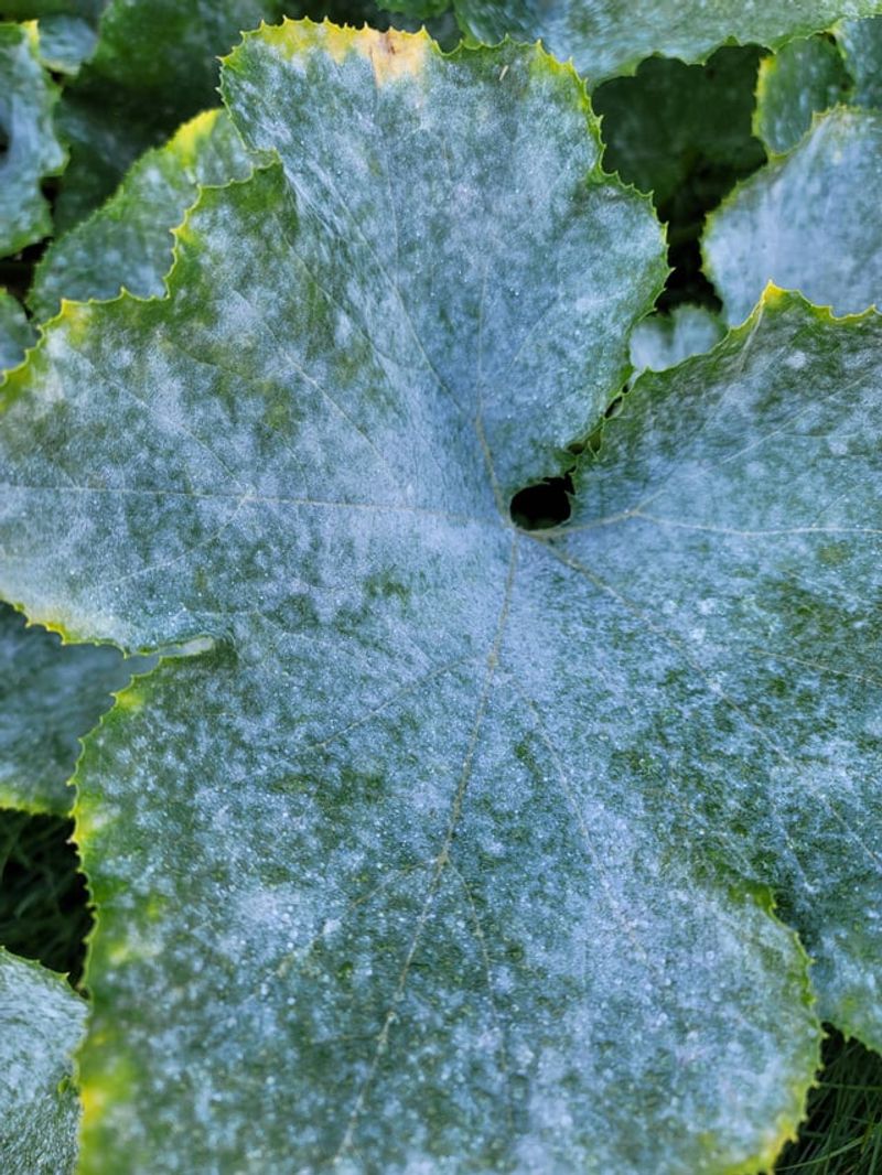 Powdery Mildew Can Shorten Vine Life Powdery Mildew Can Shorten Vine Life