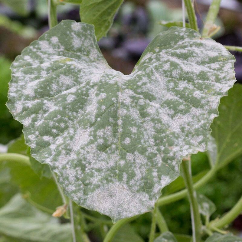 Powdery Mildew Coating Leaves In Damp Air