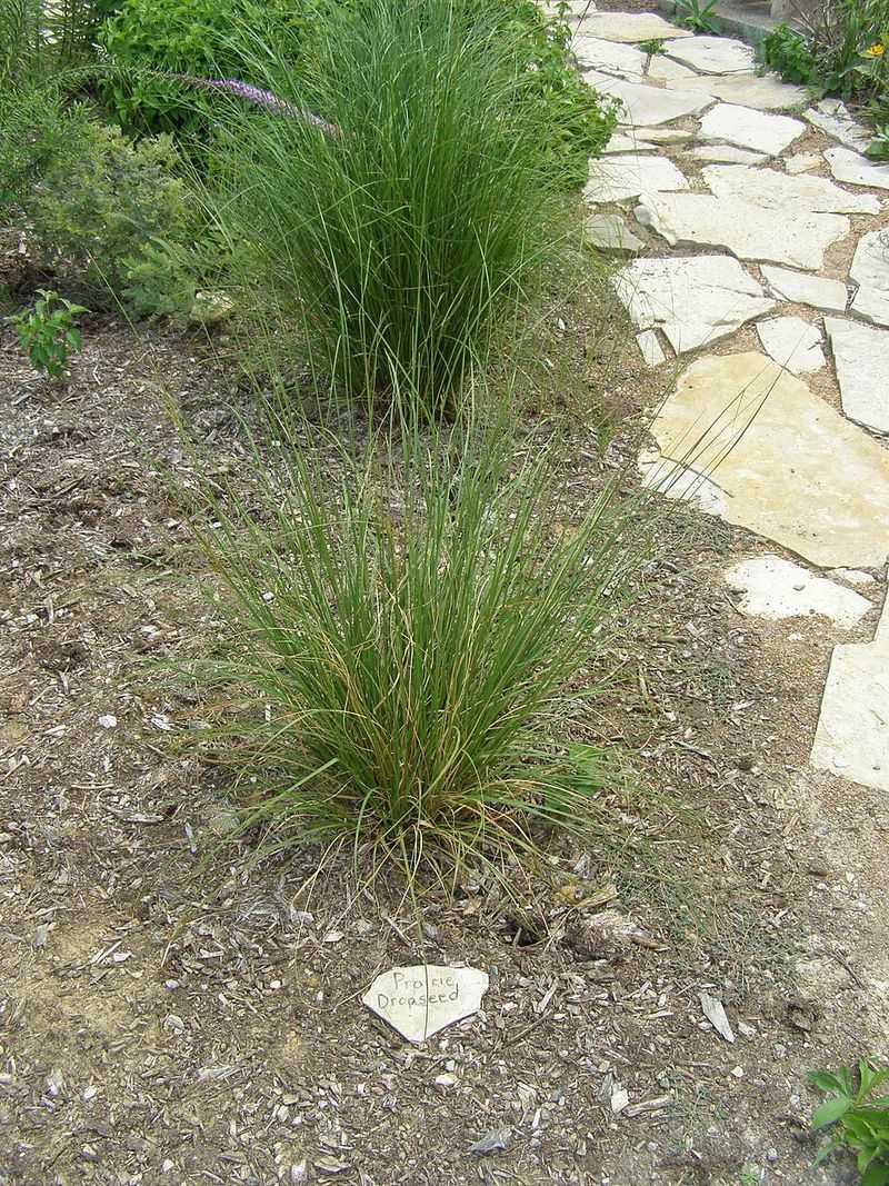 Prairie Dropseed Edges Beds Neatly Prairie Dropseed Edges Beds Neatly
