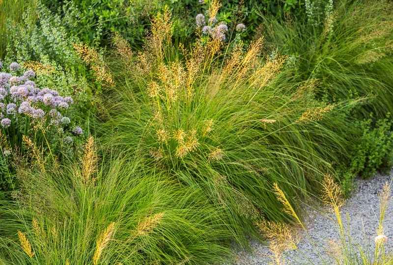 Prairie Dropseed Smells Like Popcorn And Deer Usually Skip It