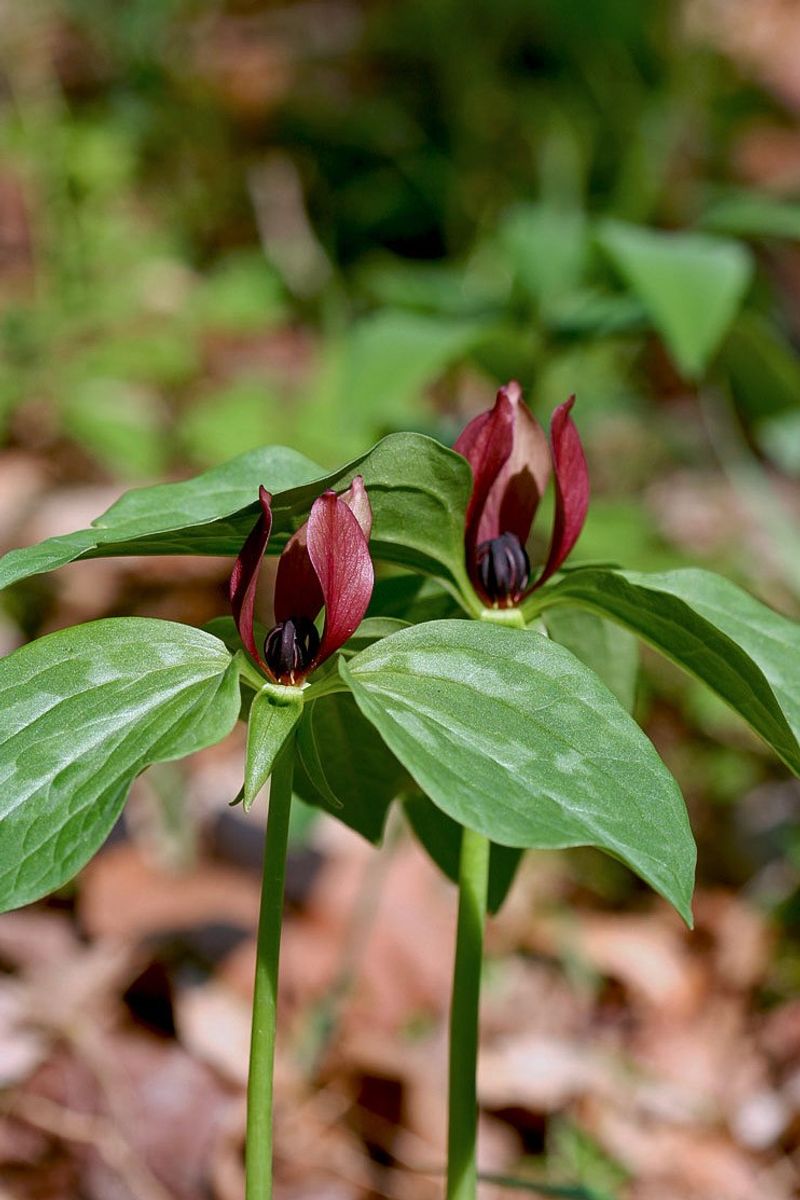 Prairie Trillium Prairie Trillium
