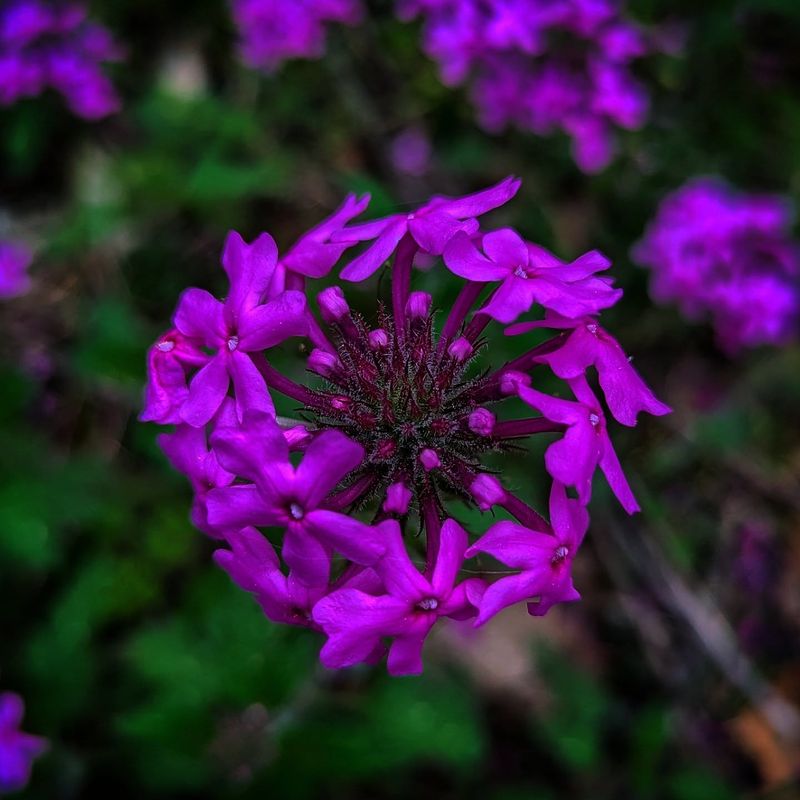 Prairie Verbena Loves The Hot, Dry Spots Prairie Verbena Loves The Hot, Dry Spots