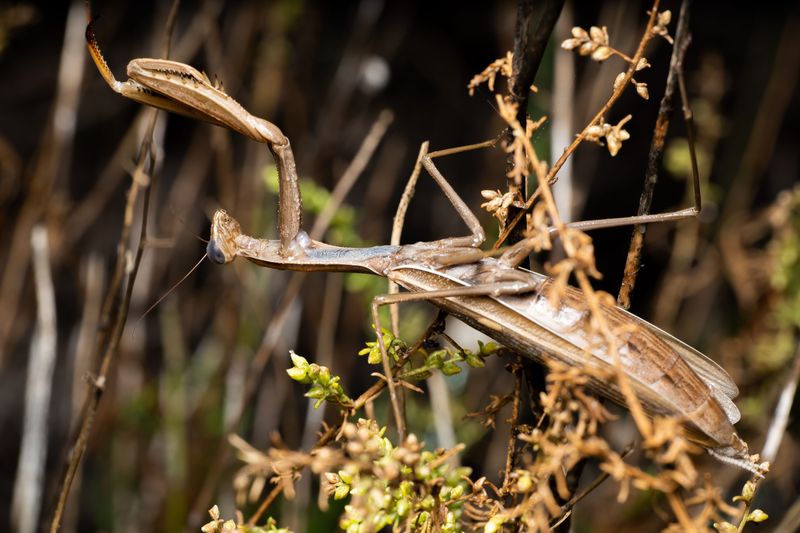 Praying Mantis Egg Cases Hiding In Plain Sight Praying Mantis Egg Cases Hiding In Plain Sight