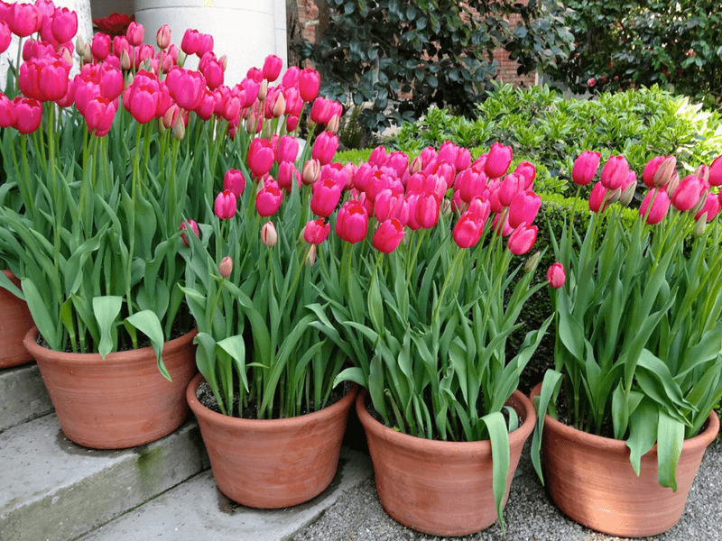 Pre-Chilled Bulbs Let You Skip A Step