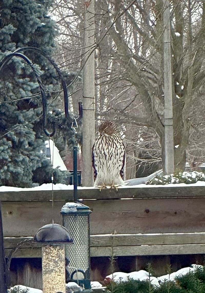 Predator Pressure Around Backyard Perches