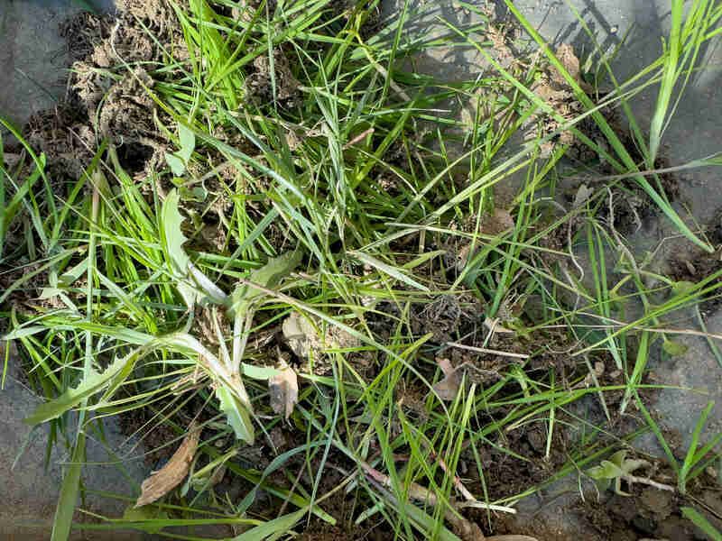 Preemergent Herbicides Won't Stop It