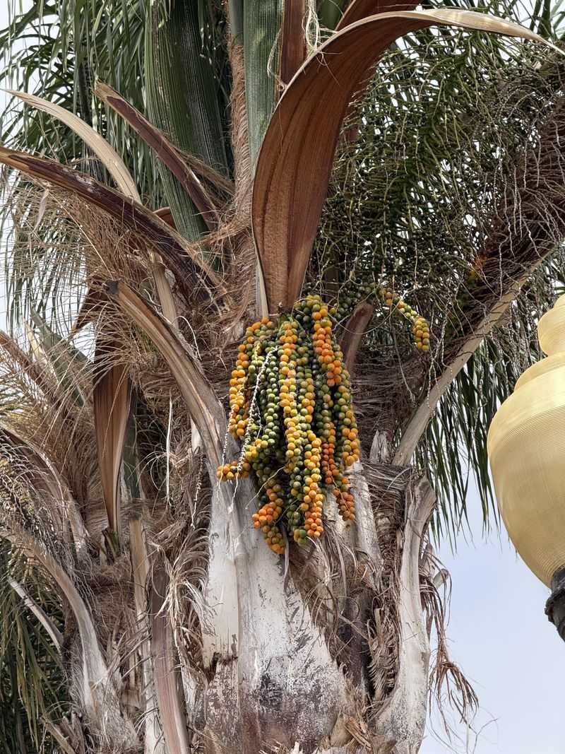 Premature Fruit Drop Is Usually The First Clue