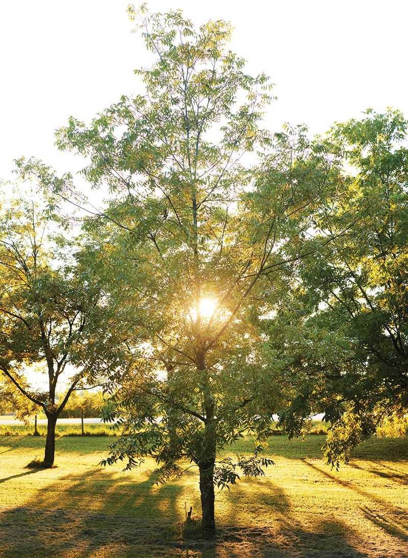 Prep North Carolina Trees For Next Year's Crop Prep North Carolina Trees For Next Year's Crop