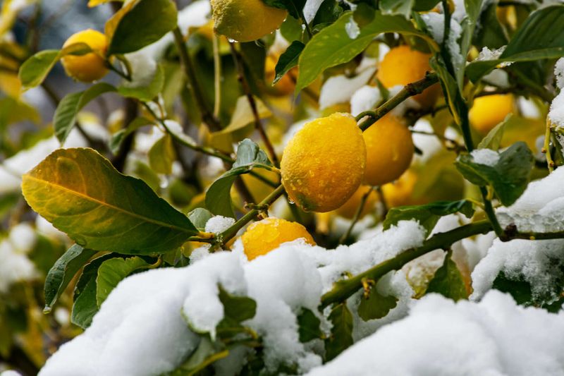Prepare protection before a cold night